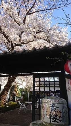 伏見の桜