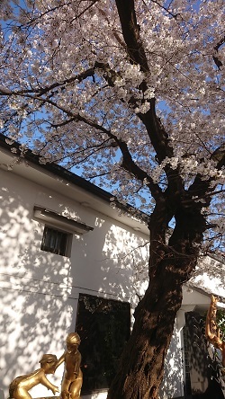 伏見の桜2