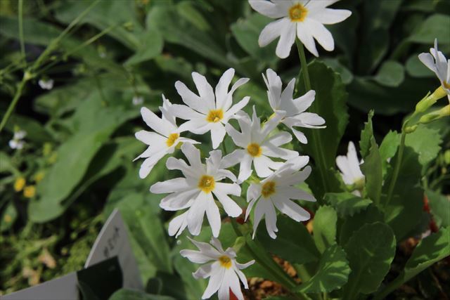 ミチノクコザクラ 白花