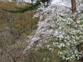 辛夷、桜、若葉・・・