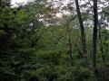 緑深い森