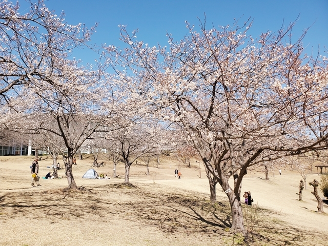フレスポ桜2