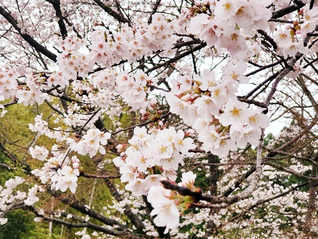 鹿児島の桜4