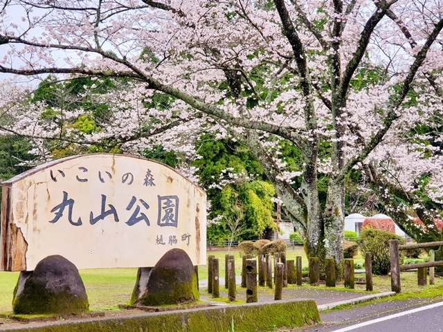 丸山公園桜1