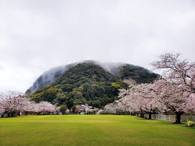 丸山公園桜3