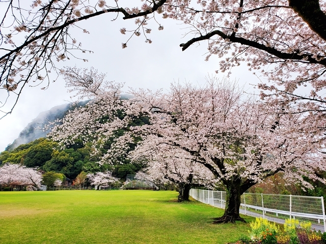 丸山公園桜5