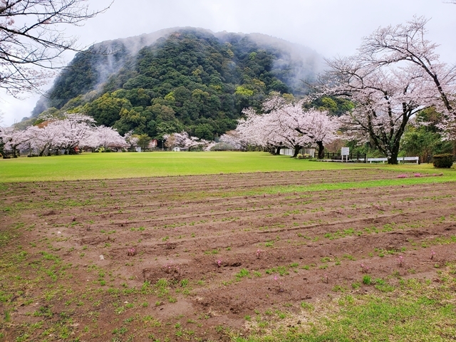 丸山公園桜6