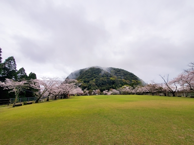 丸山公園桜7