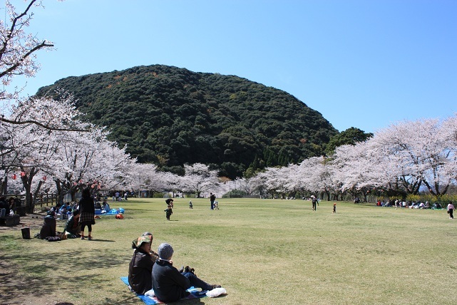 丸山公園桜9-2012年
