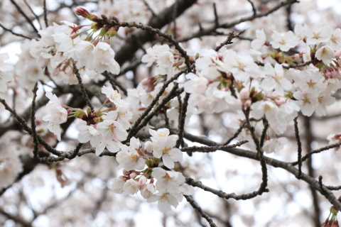 押切川河川敷公園の桜