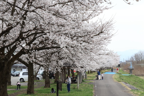 押切川河川敷公園の桜