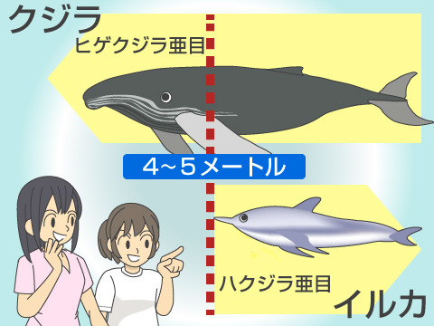 イルカとクジラの違いは大きさだけ