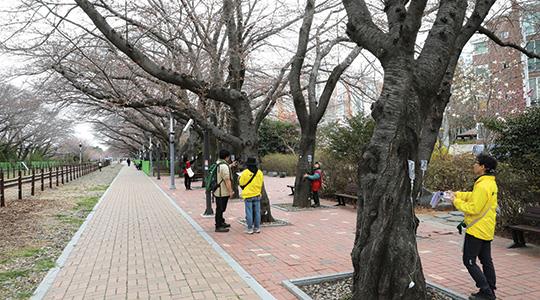 【悲報】韓国ソウルの桜並木は全てが「ソメイヨシノ」で、「王桜」は１本も見つからず・・・・