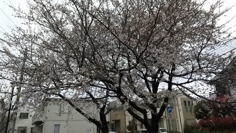 20230324　桜