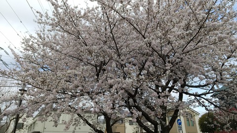 20230329　桜