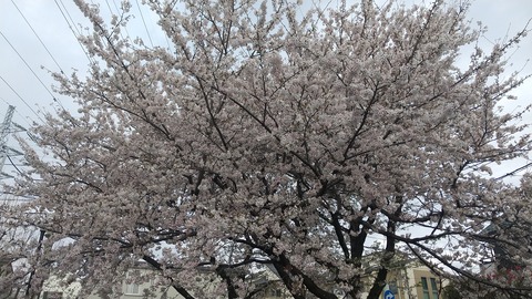 20230330桜
