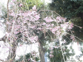 神社の枝垂れ桜２３０３２８