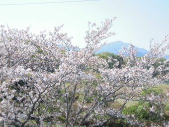 飛谷津の丘の桜２３０４０３