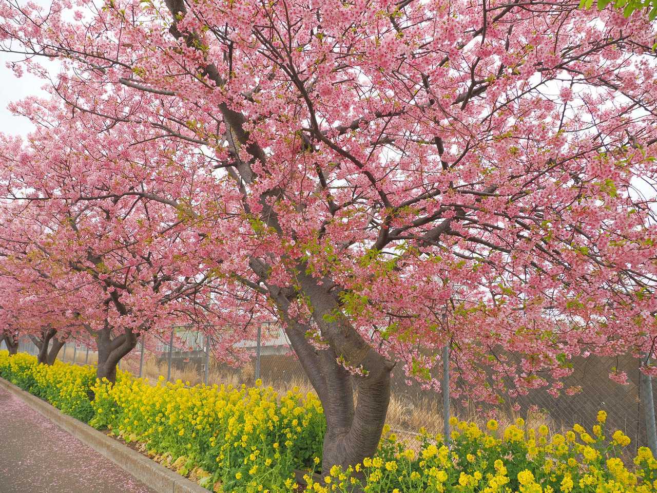 菜の花と河津桜2023年3月