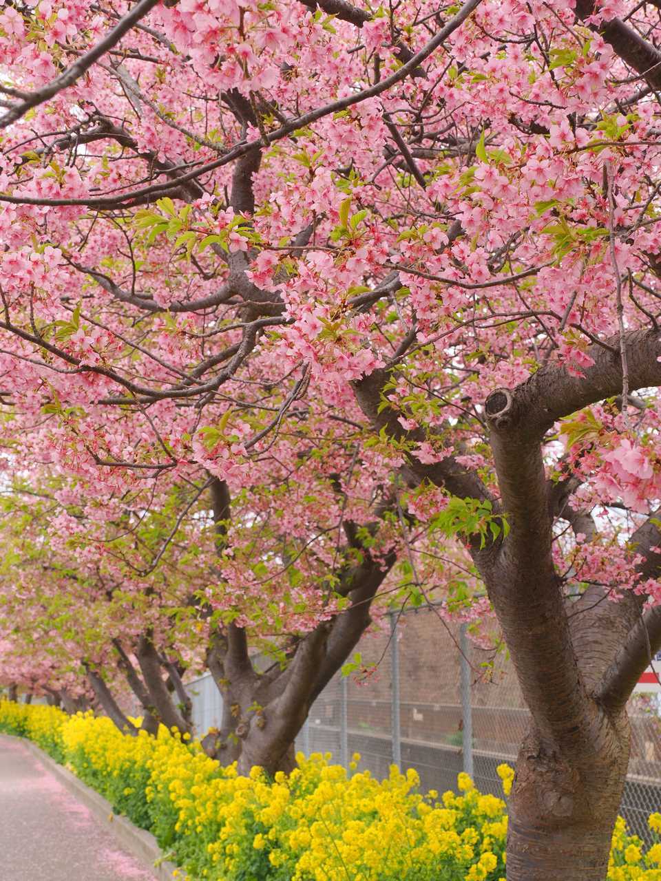 菜の花とコントラストを作る河津桜 2023年3月
