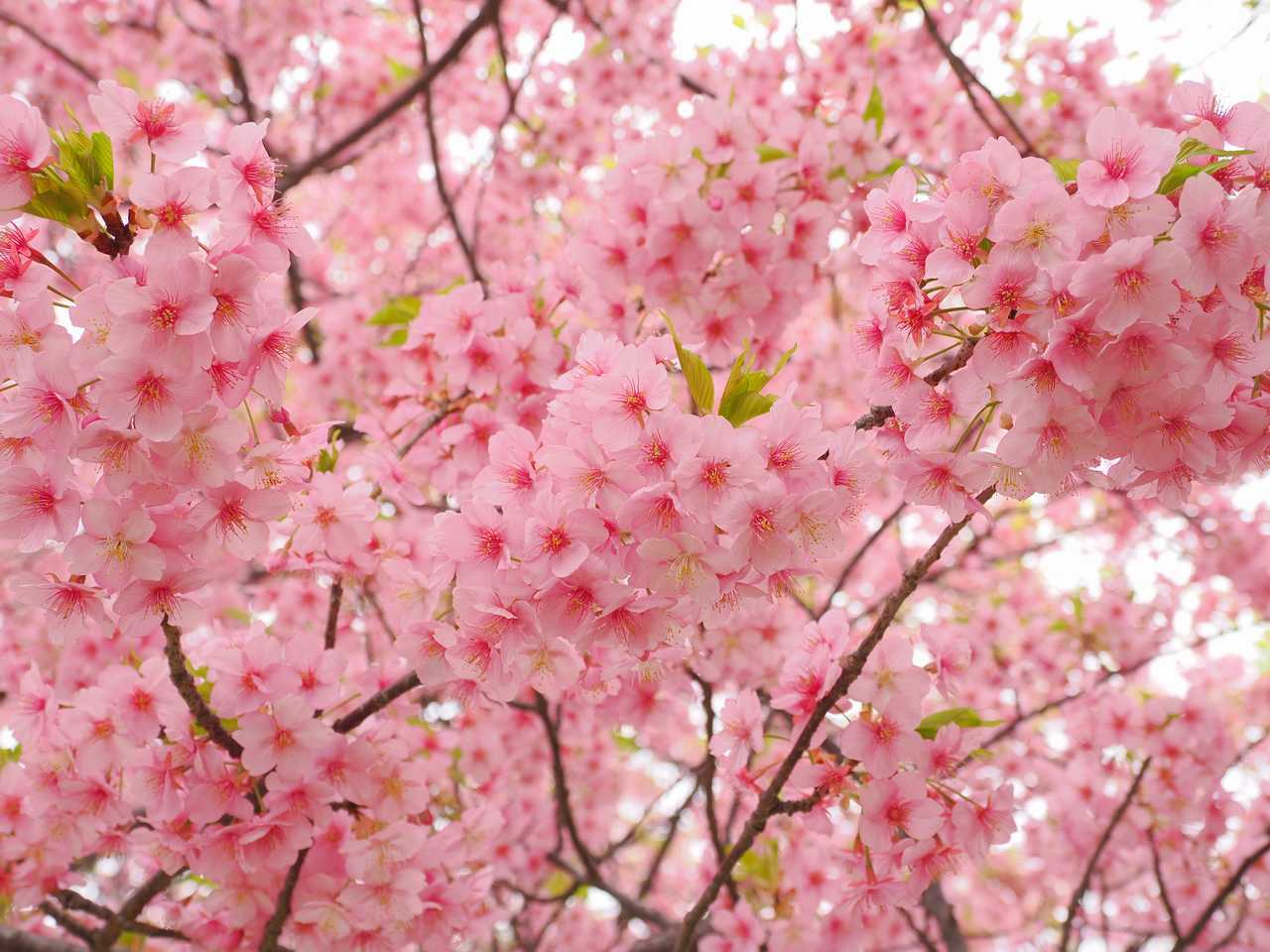 上を見上げると満開の桜 2023年3月