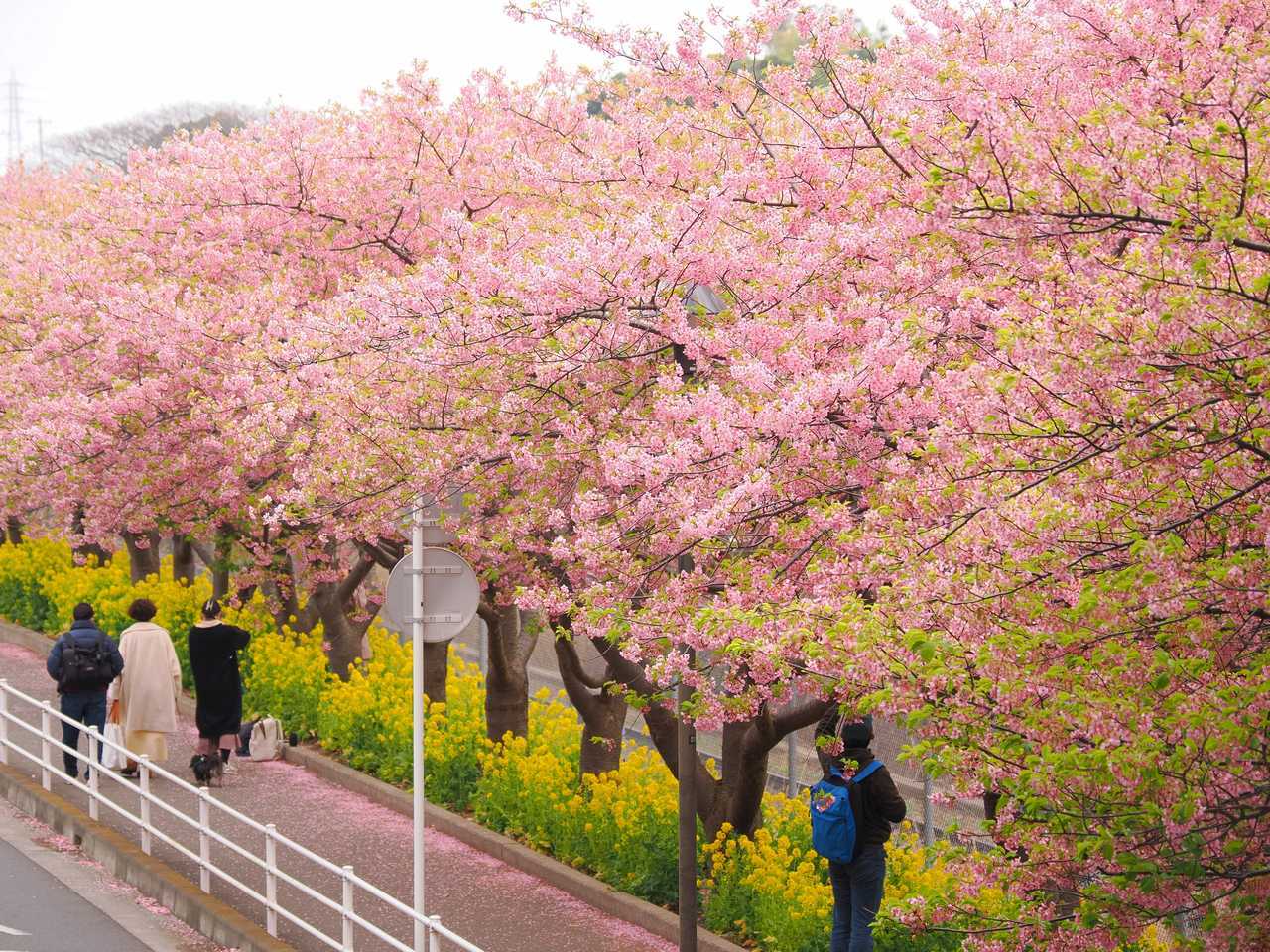 沿道の桜とそれを撮る人 2023年3月