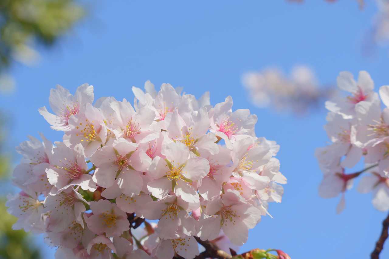 早咲きの桜2023年2月