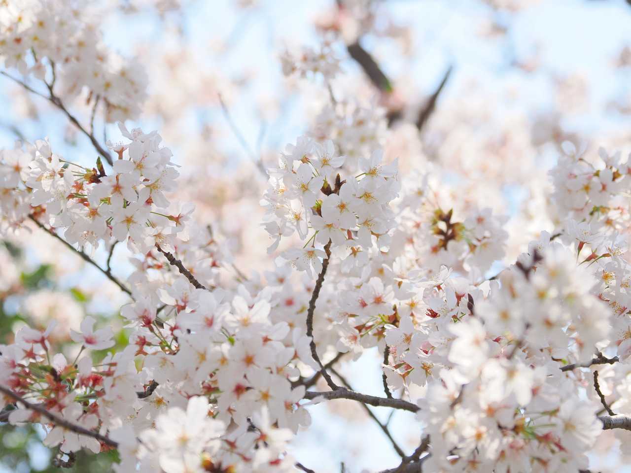 近所の公園の桜重なったところをアップ 2023年4月
