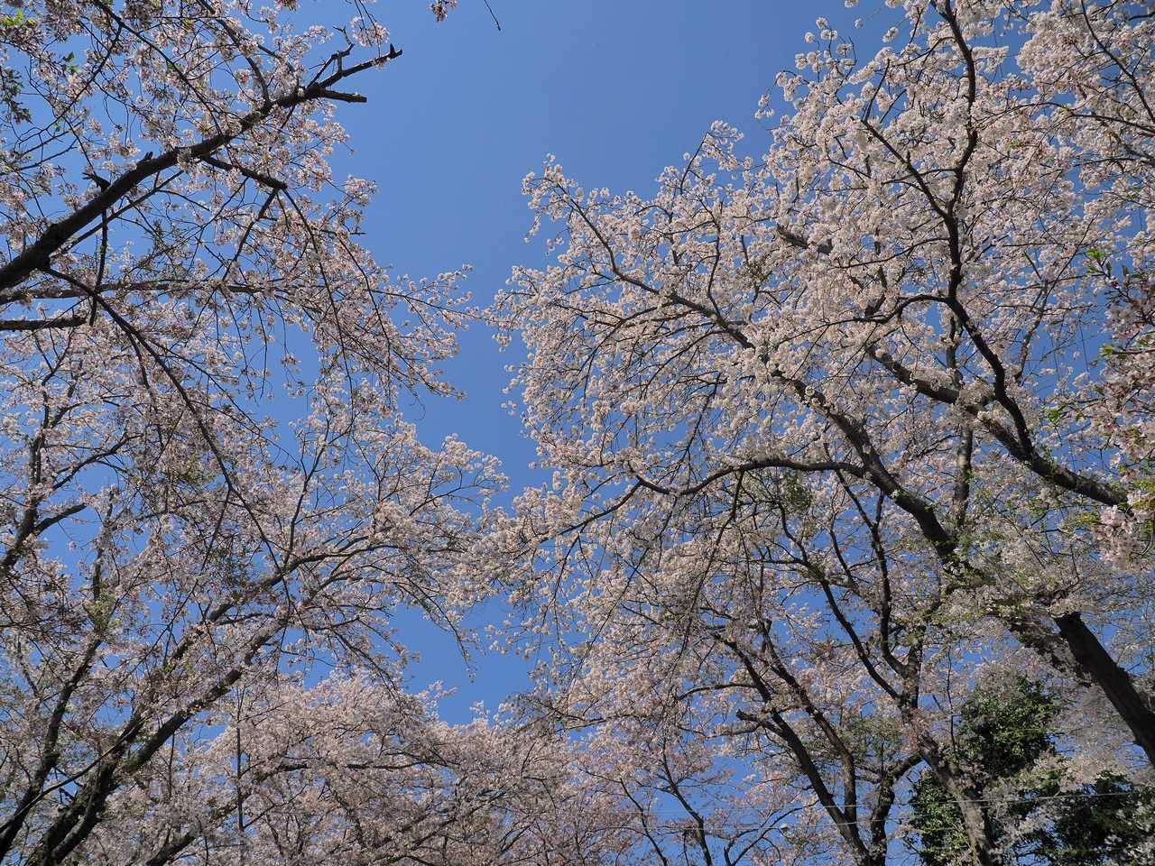 公園1 両側から広がる桜の枝 2023年4月
