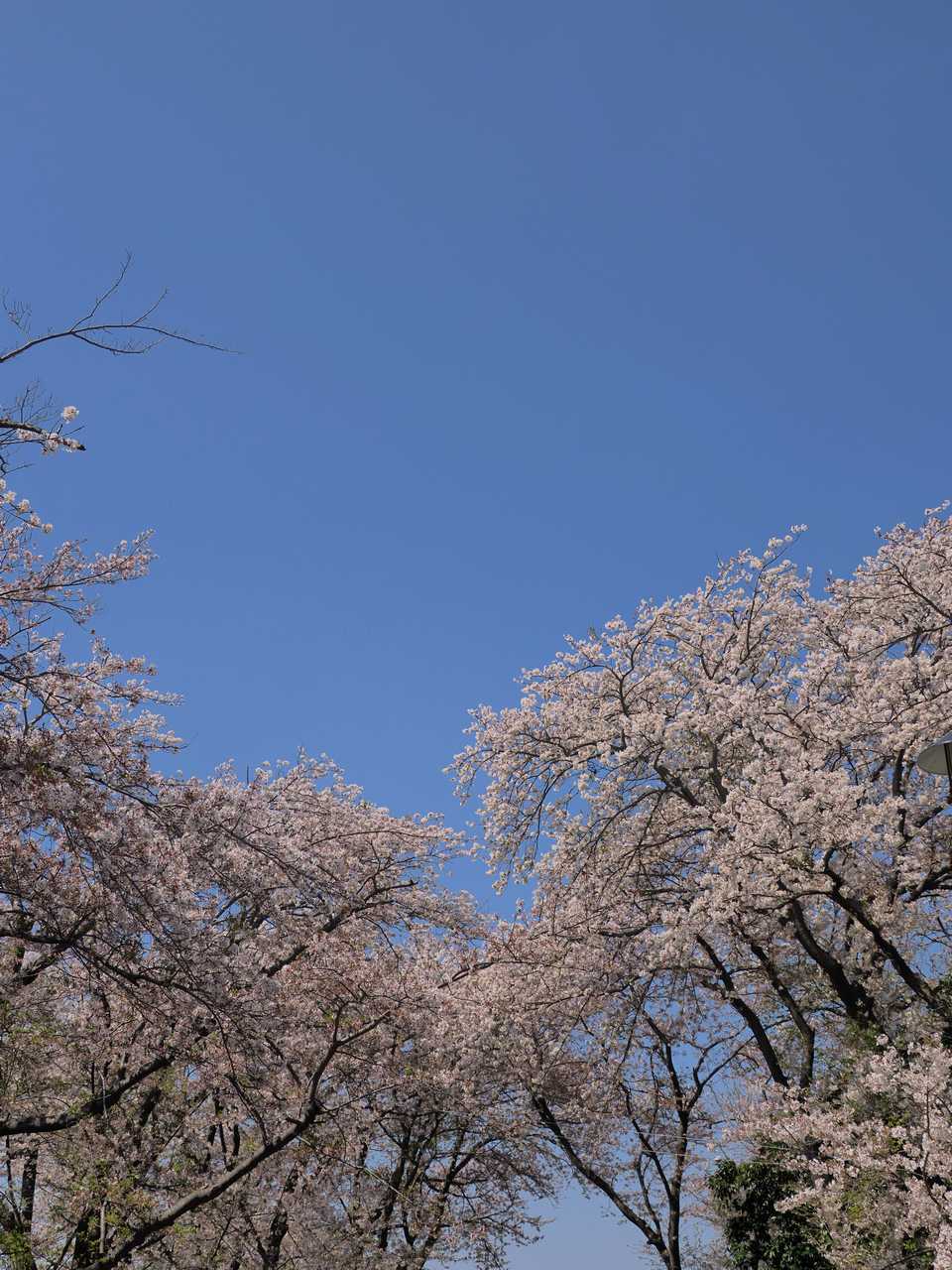 公園1に覆いかぶさる桜の空 2023年4月