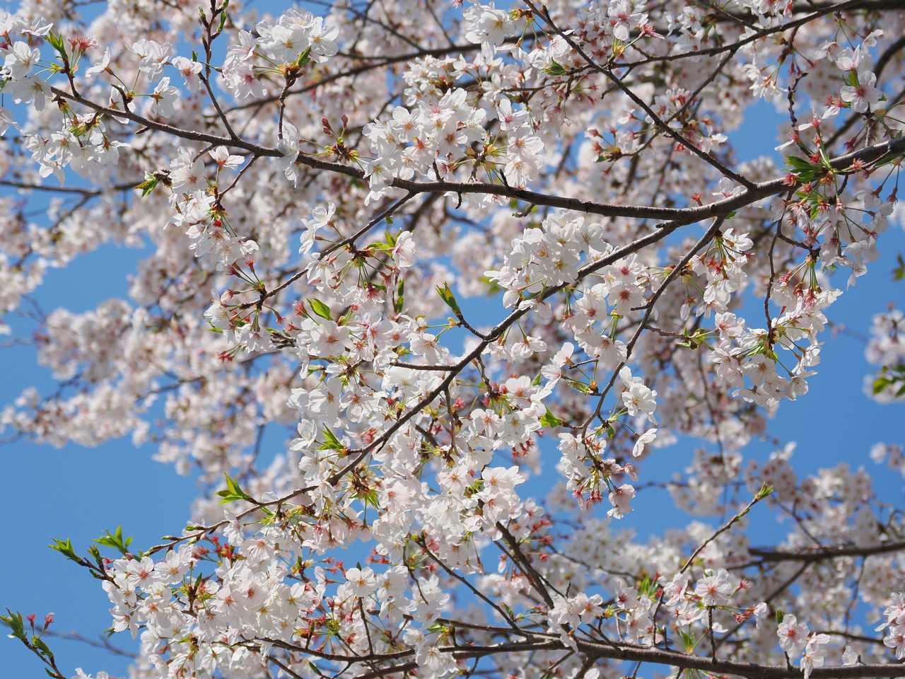 公園1散り始めた桜の重なる枝 2023年4月