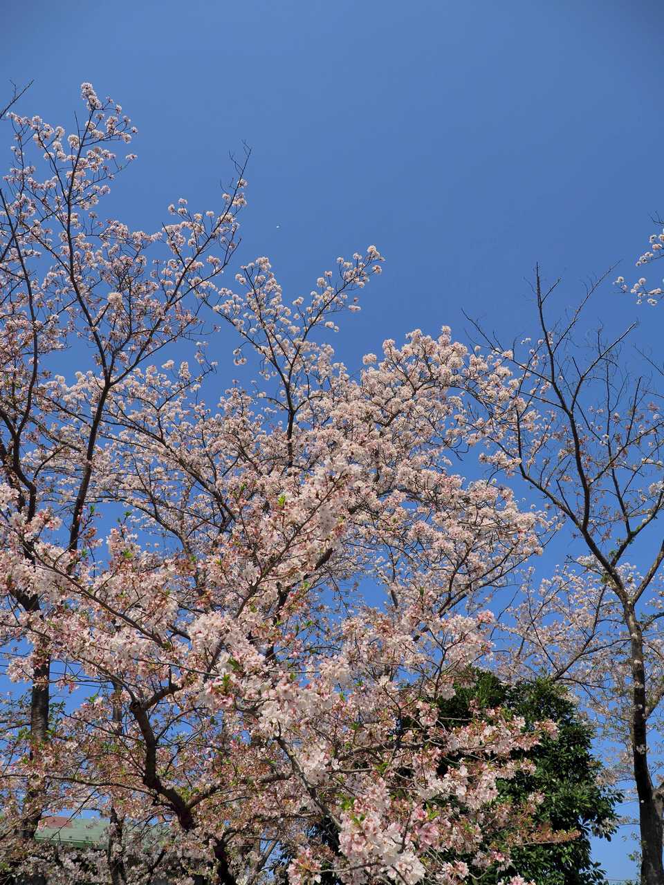 少し離れた公園の桜と青空2023年4月