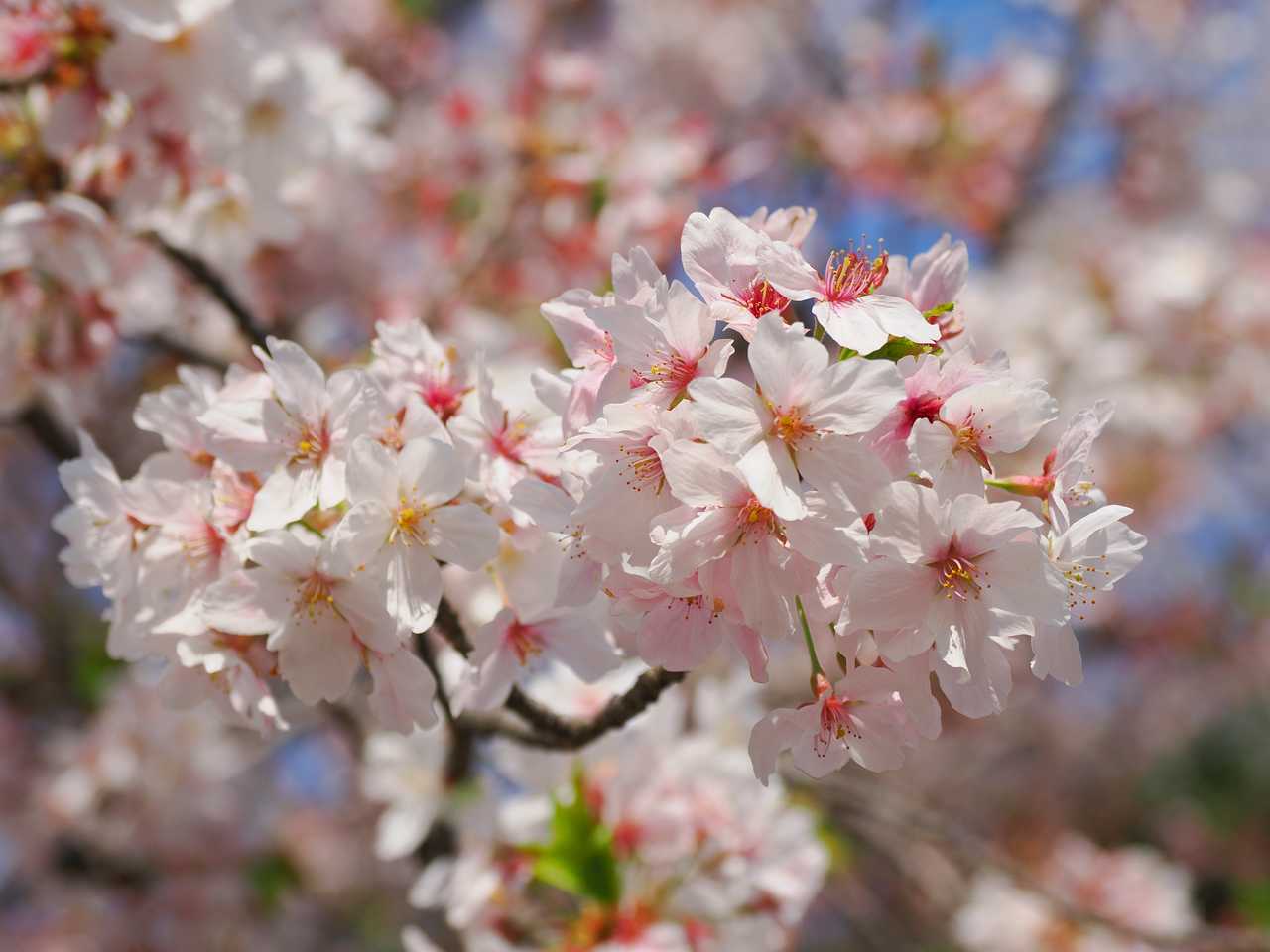 散り際の桜に寄って見る　2023年4月