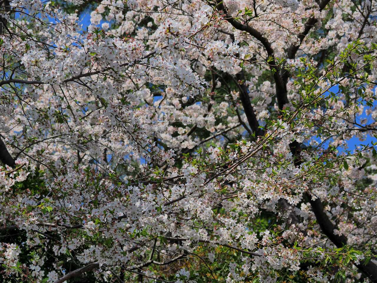 新緑が伸び始めた桜と青空 2023年4月