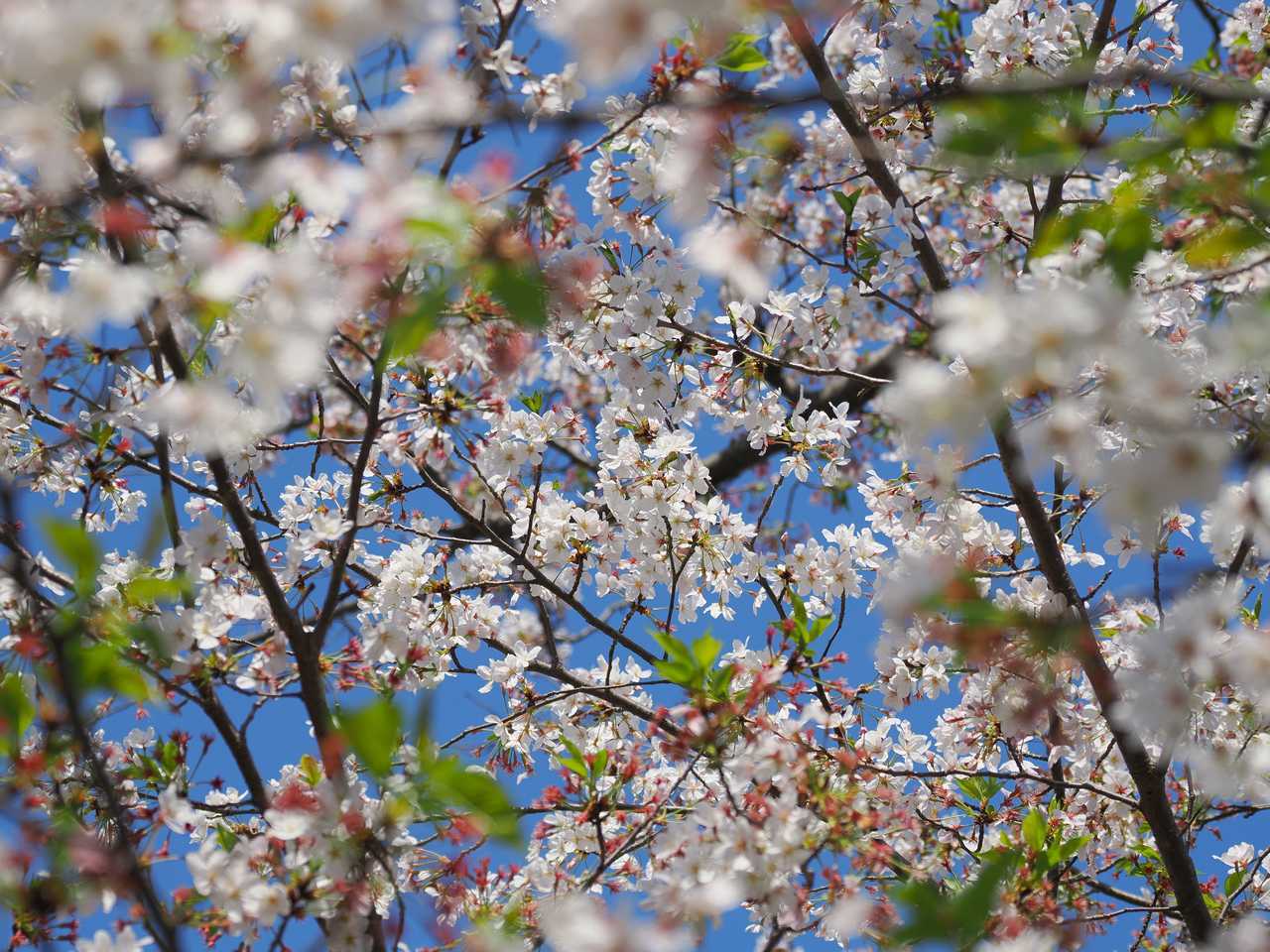 池の公園の手前で青空と葉と桜と 2023年4月