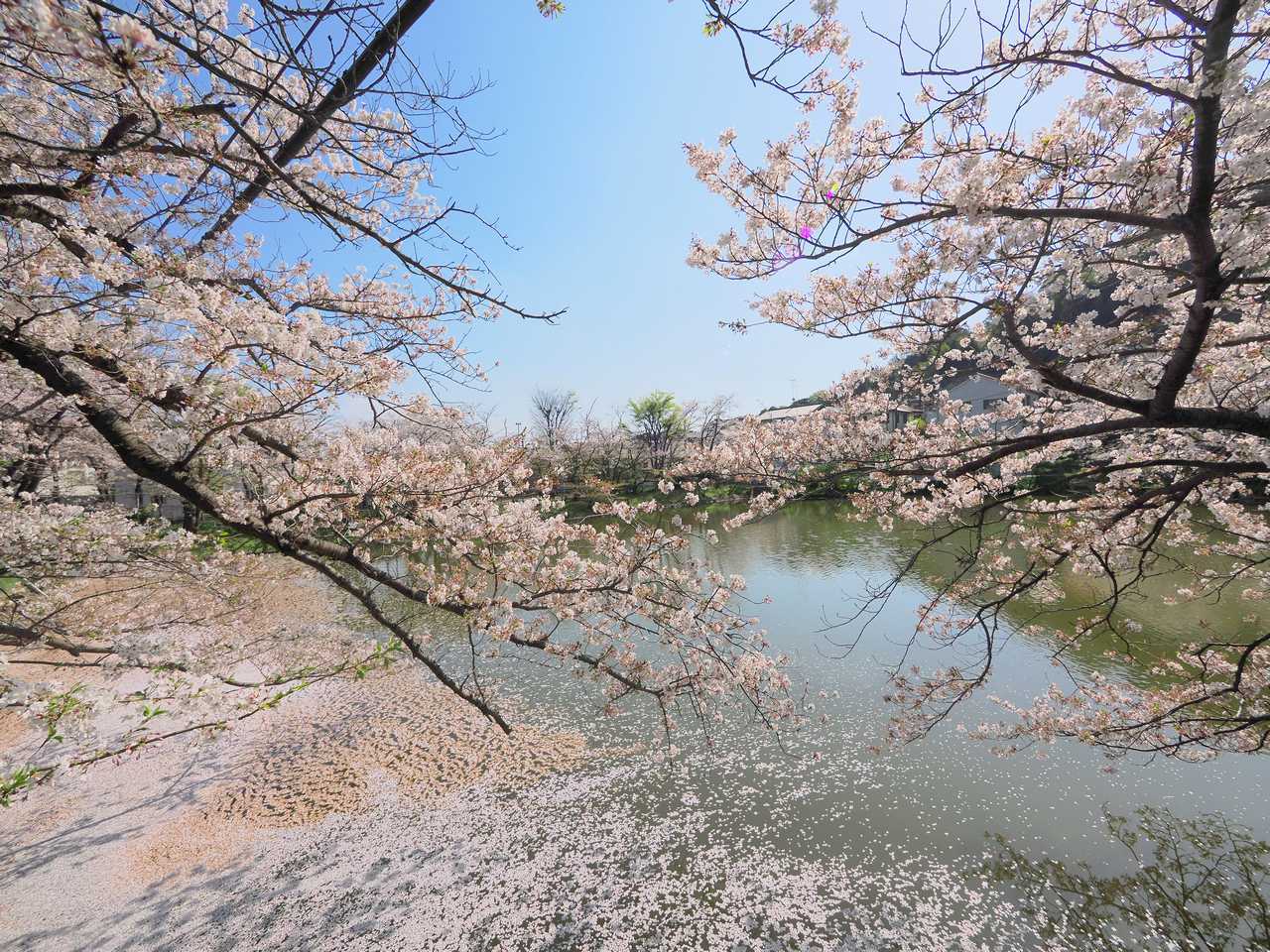青空の広がる池と桜 2023年4月