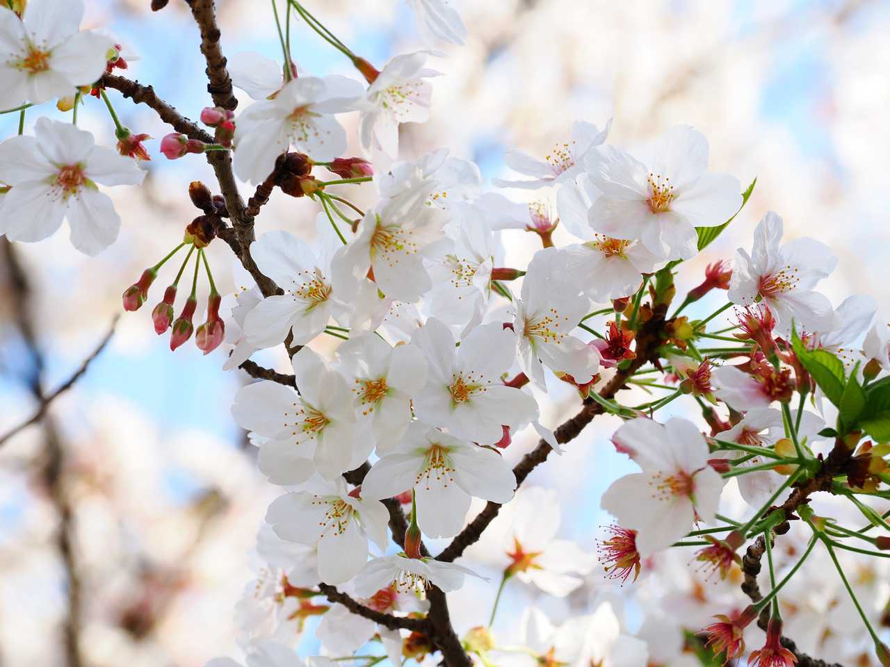 青空の桜クローズアップ　2023年4月