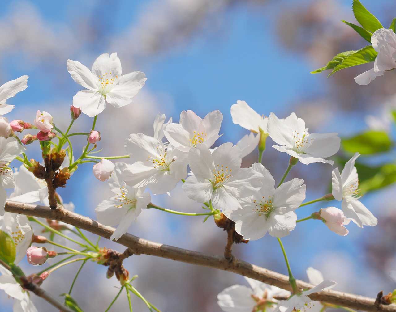 風が吹く中青空の桜 2023年4月