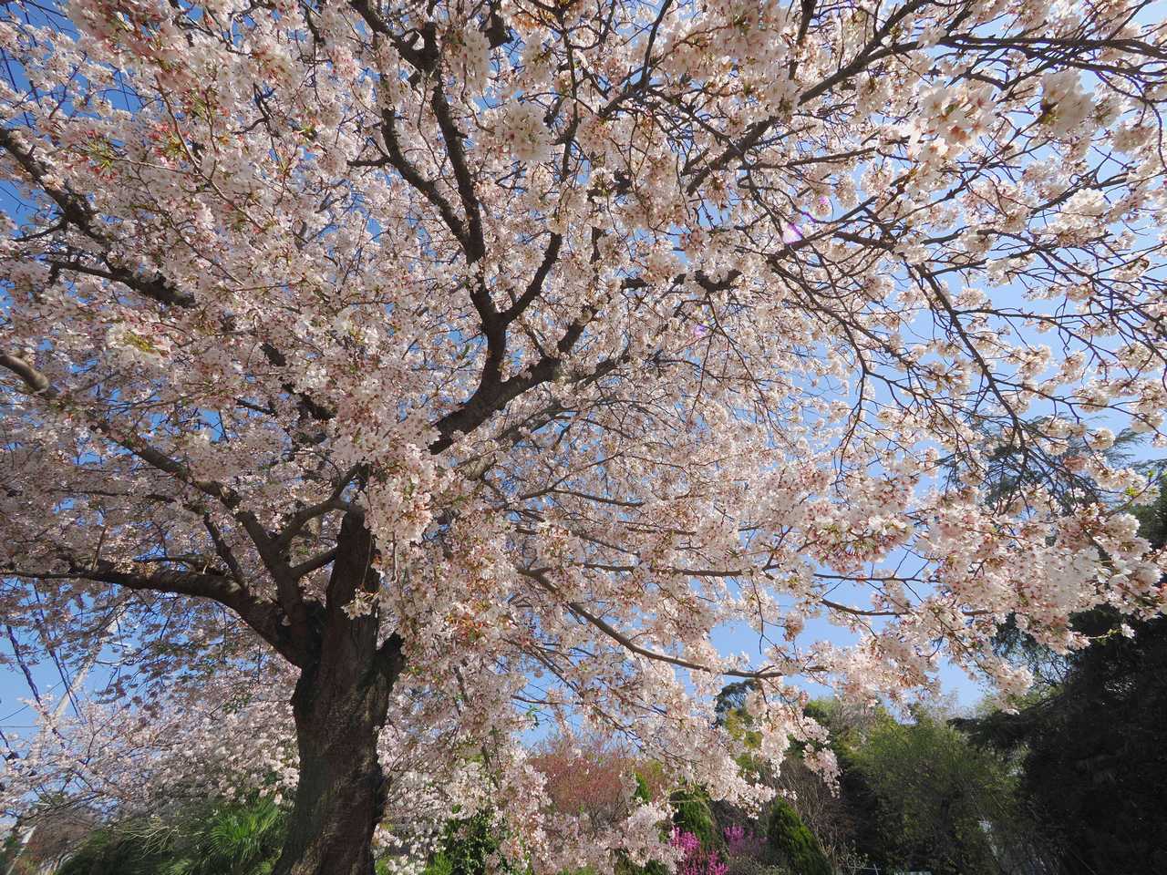 桜の巨木 順光 2023年4月