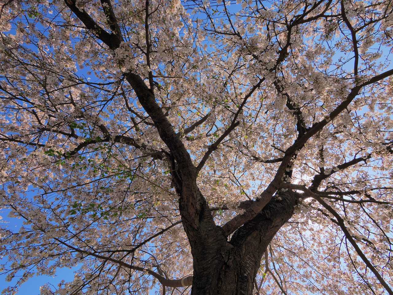 大きな桜の木の真下から青空を見る 2023年4月