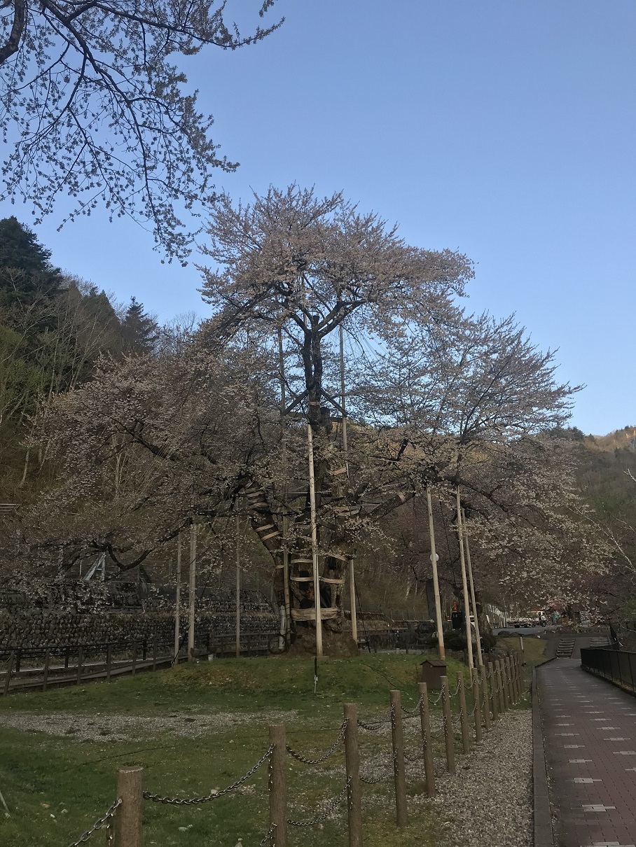 荘川桜2