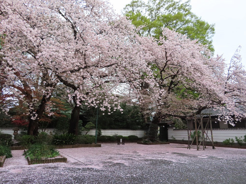 井口院の桜