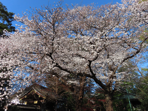 井口院の桜
