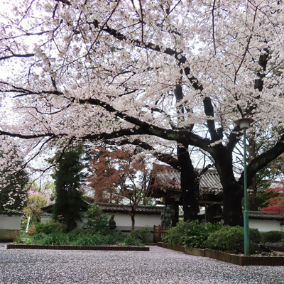 井口院の満開の桜