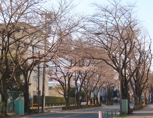 三鷹通りの桜並木