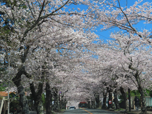 伊豆高原の桜トンネル