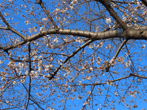 チラホラ咲きの桜