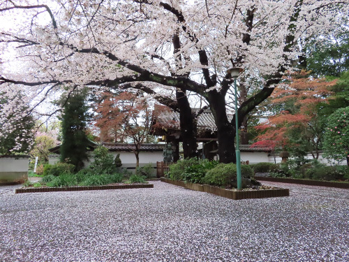 井口院の満開の桜