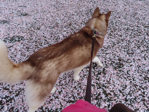 桜と戯れるハスキー　マドレーヌ