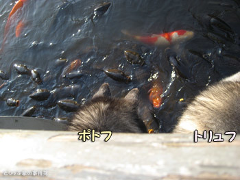 井の頭池で鯉の観察をするハスキー　トリュフ＆ポトフ